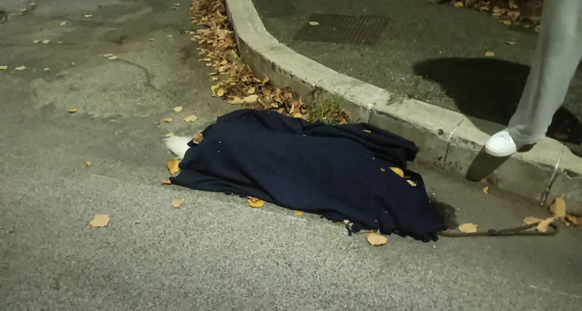 Cane investito e ucciso in via S. Maria della Grotticella