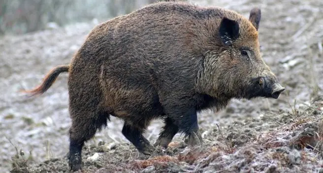 Tuscania: attaccato da un cinghiale, ferito un cacciatore