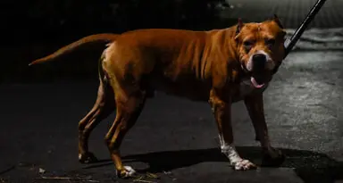 «Aggressione di pitbull in centro: servono più controlli»