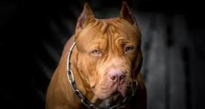 Viterbo: pitbull azzanna e uccide cane a S. Faustino