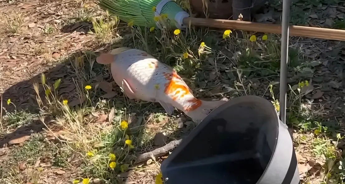 Pesci morti a Prato Giardino, la Lav di Viterbo: «Fatto agghiacciante»