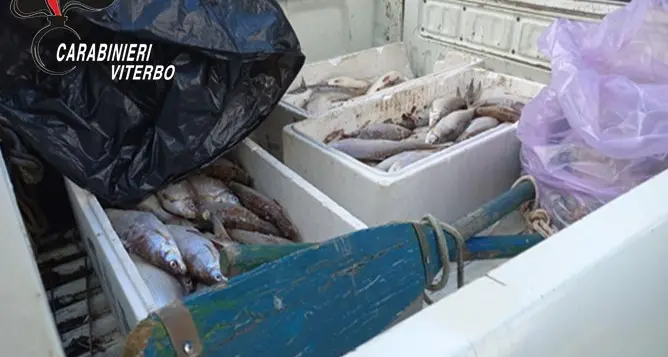 Sequestrati 60 chili di coregoni pescati illegalmente nel lago di Vico