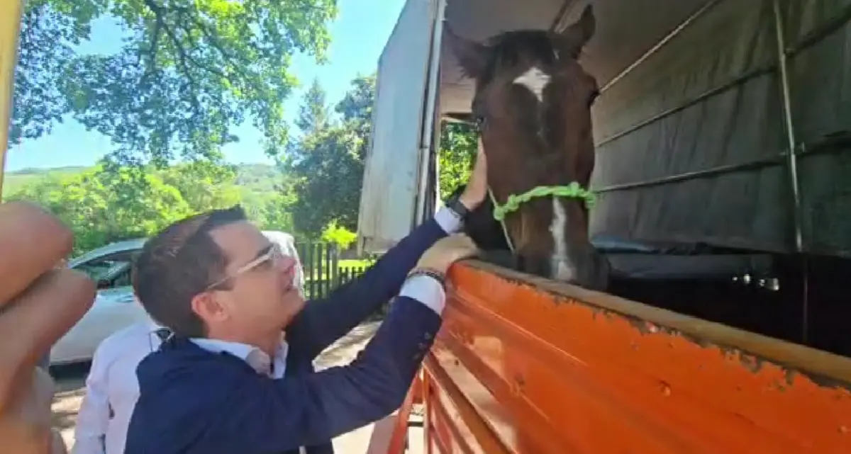 Orte, salvato il cavallo riverso a terra sotto il sole