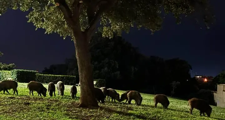 Allarme cinghiali, posizionate alcune trappole