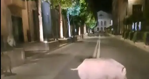 «Abbattuti solo100 cinghiali sui 959 previsti»