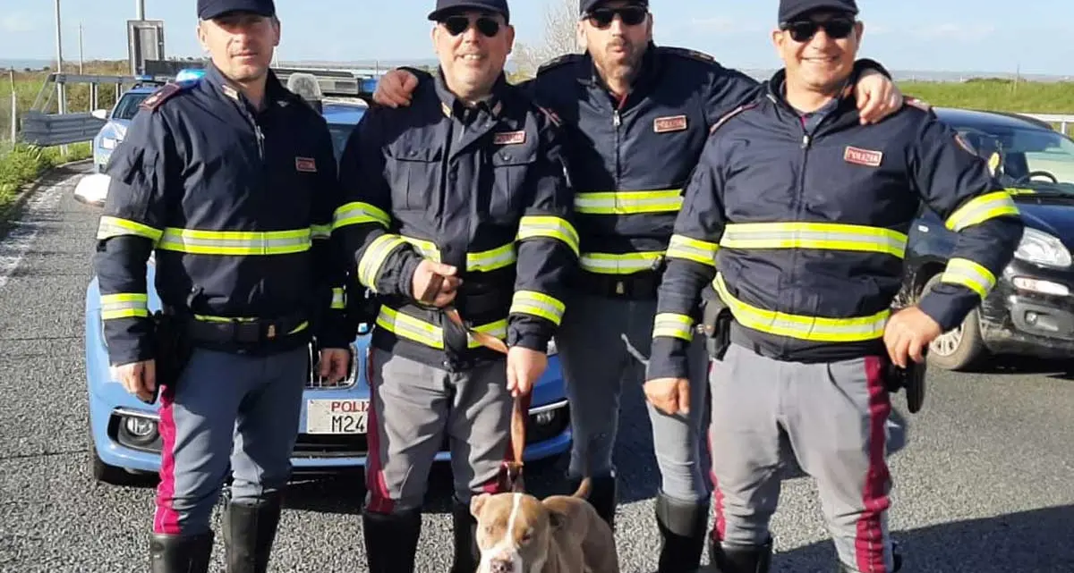 La polizia stradale salva un pitbull in superstrada