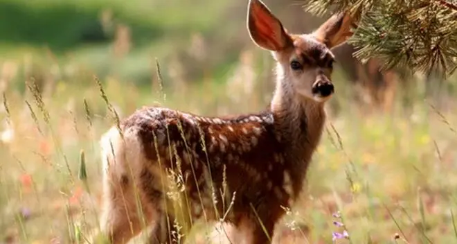 Impigliati nella rete di una porta da calcio: morti due daini a Fregene