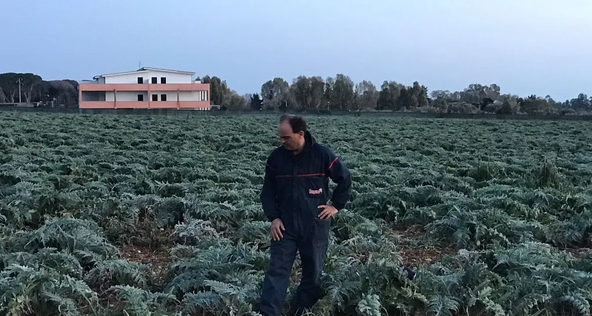 «I nostri carciofi rubati ogni notte»
