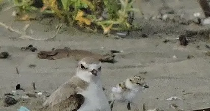 Torre Flavia: spuntano i primi nidi di corriere piccolo