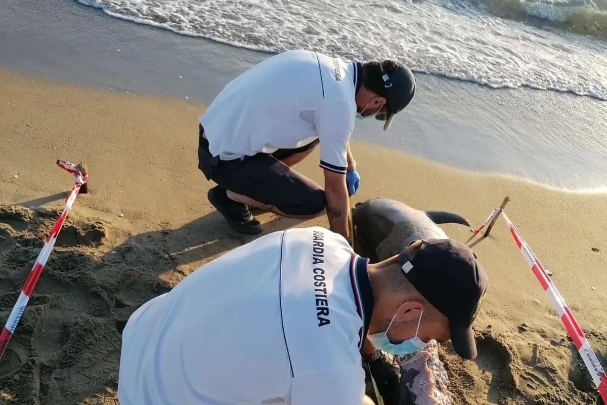 Delfini trovati morti sulla costa di Fiumicino