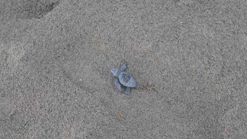 Cerveteri - Ladispoli: sono nate le prime tartarughe caretta caretta