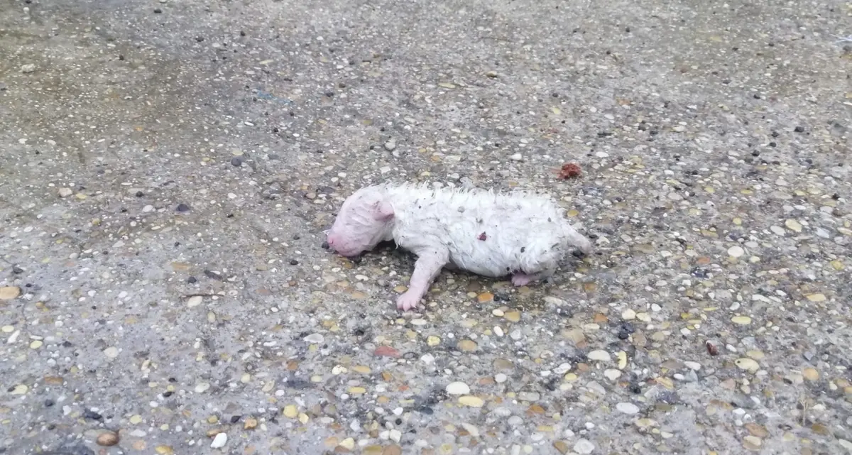 Abbandonato appena nato, una nuova vita per “23”