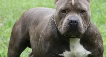 «Quel pitbull ha assalito me e il mio cane»