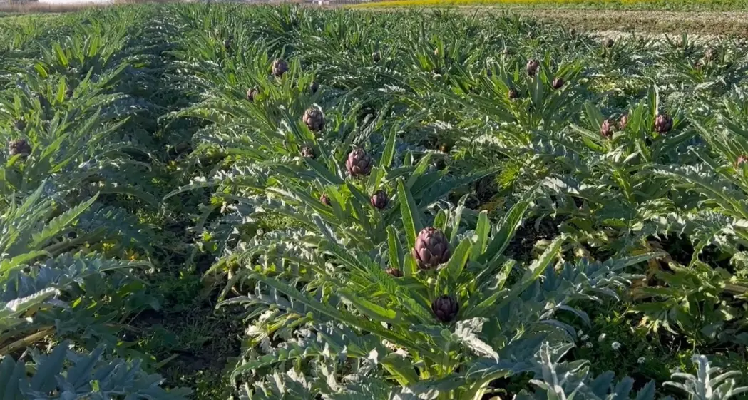 I ladri colpiscono i coltivatori: rubate 400 piante di carciofi