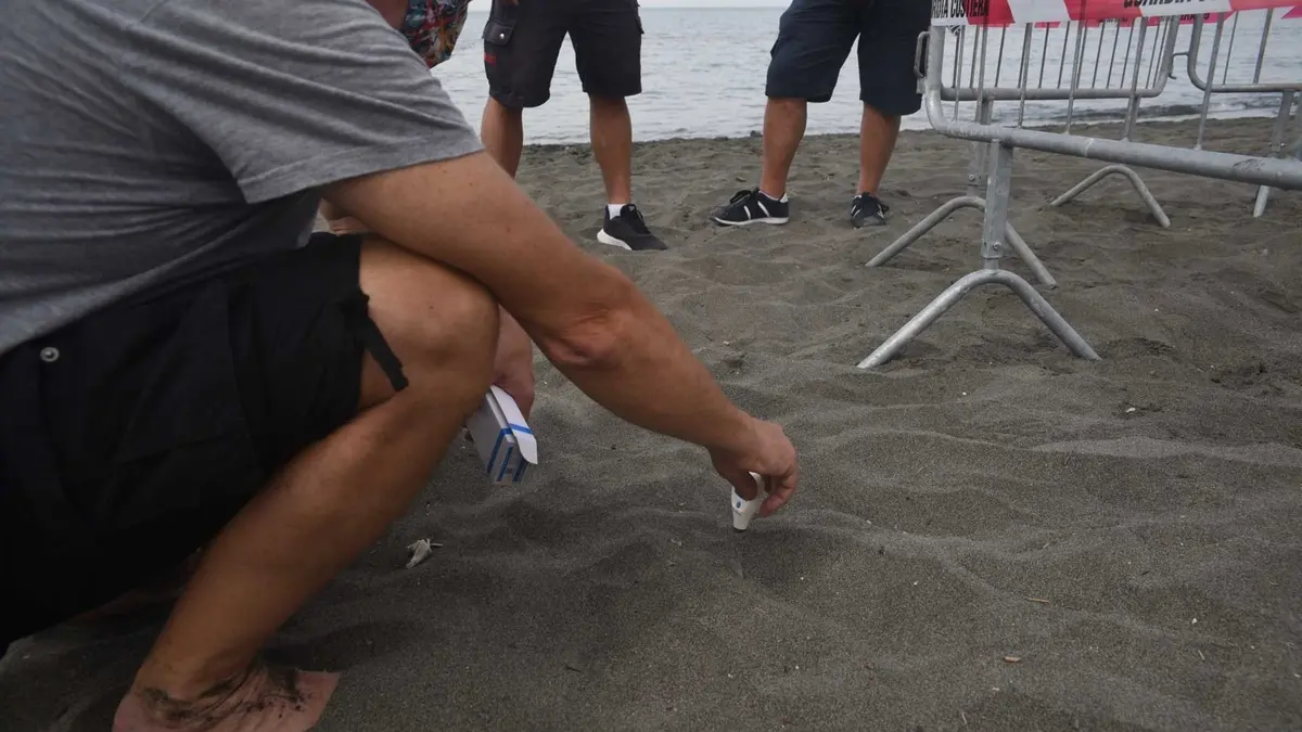 Caretta caretta, primo nido della stagione a Ostia