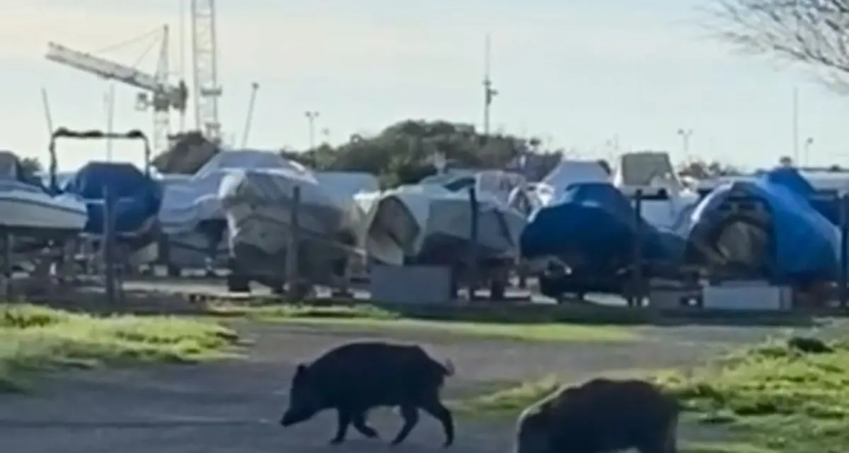 «Invadono la spiaggia e i giardini»