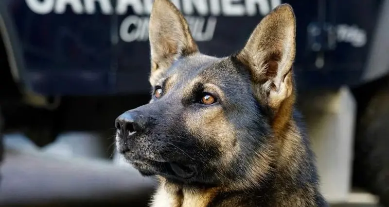 Blitz antidroga dei carabinieri a Oriolo Romano: denunciati due 20enni