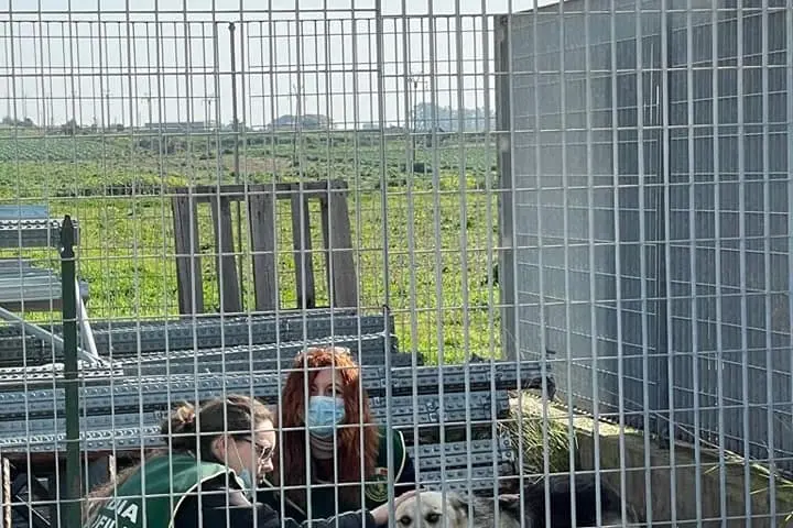 Ladispoli: Ruzky, il cane che nessuno vuole e in cerca solo di un po’ d’amore