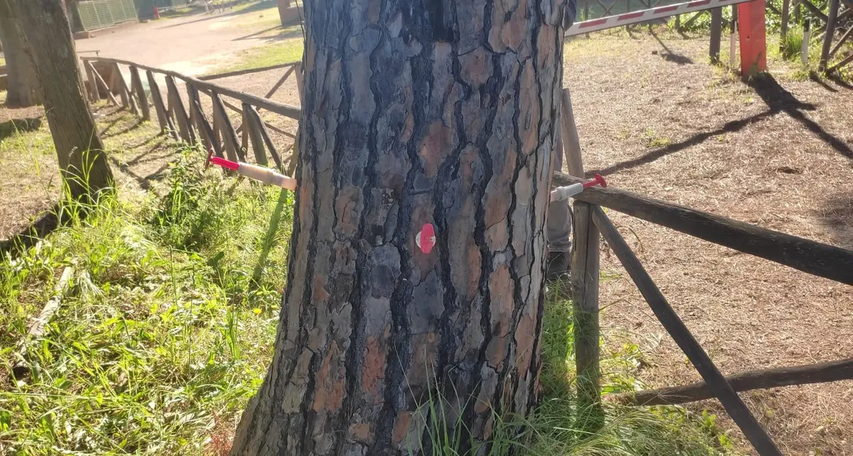 Necropoli: iniziato il trattamento contro la cocciniglia sui pini