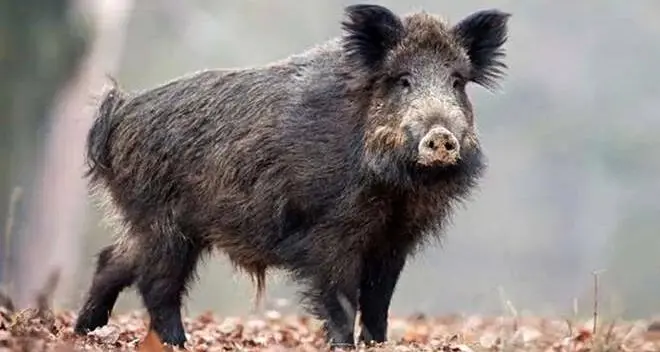 Coldiretti scrive a Baccini: «Cinghiali e daini danneggiano il raccolto»