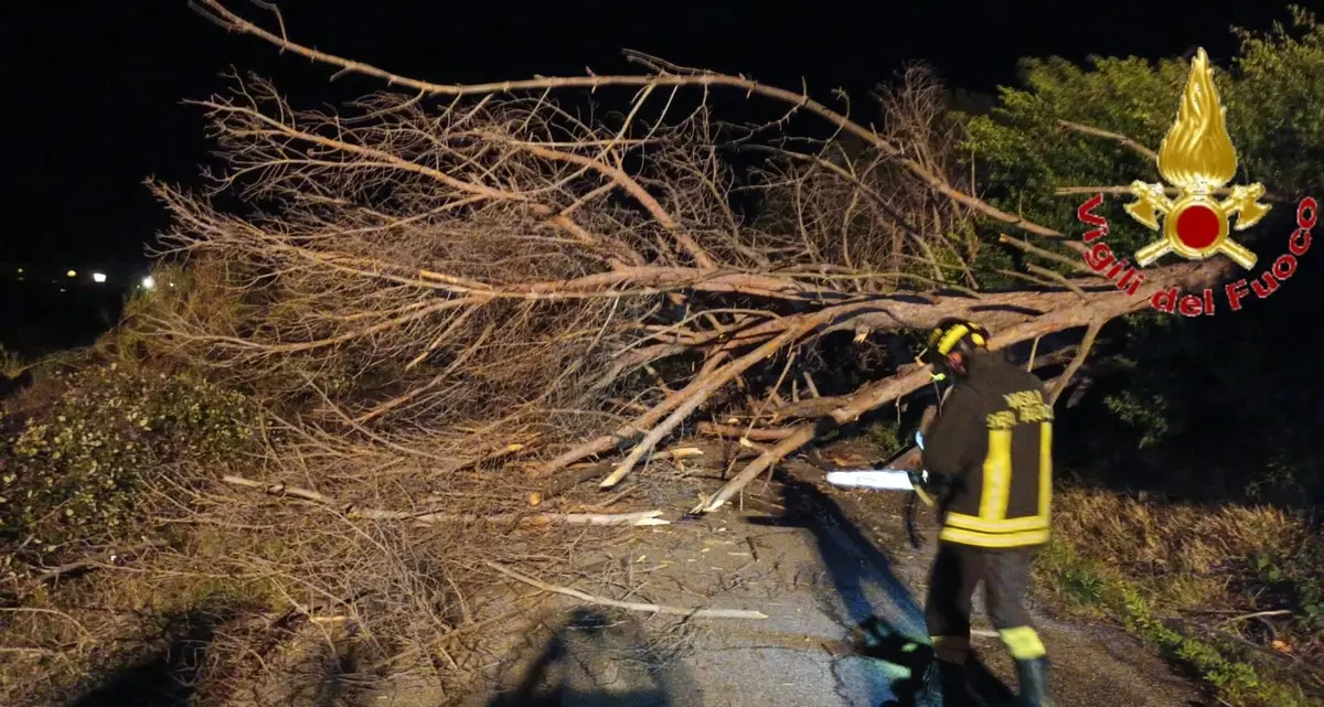 Santa Marinella, vento forte: abbattuto albero pericolante