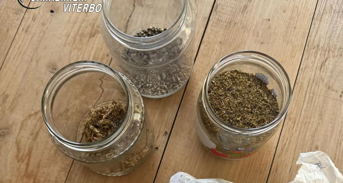 Soriano nel Cimino: cercano un cane aggressivo e trovano marijuana