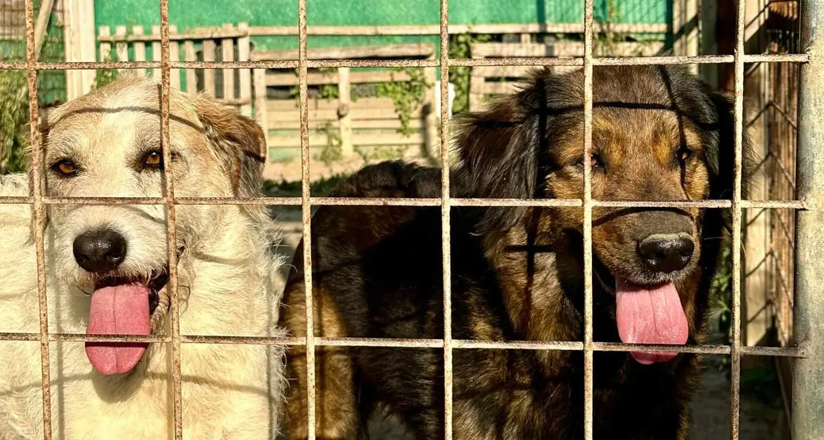 “Sos cuccioli”, si cerca una nuova casa