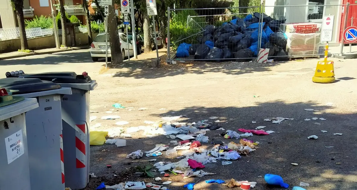Via Monte Cervino, i cinghiali sono di casa