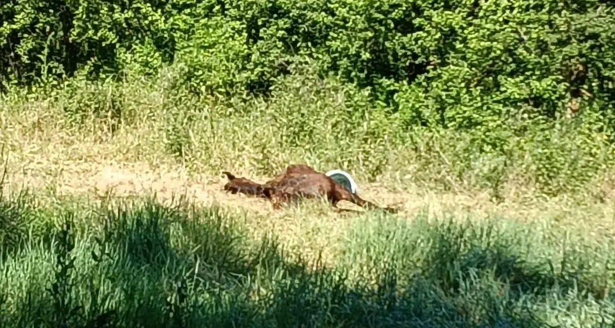 È morta Alba radiosa, la cavalla soccorsa a Orte