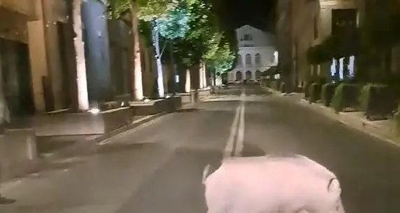 Cinghiali: si cercano le ditte per la cattura