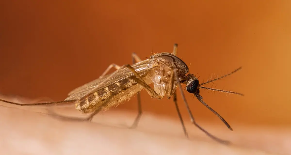 Zanzare, il Comune di Viterbo cambia strategia