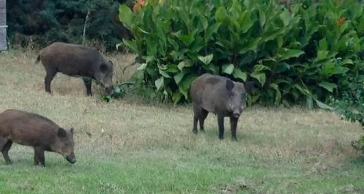 Cinghiali: a Viterbo saranno ingabbiati in 150