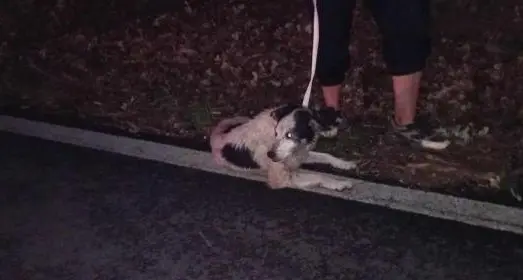 «Cane scappato da giorni e con ferite da morso»