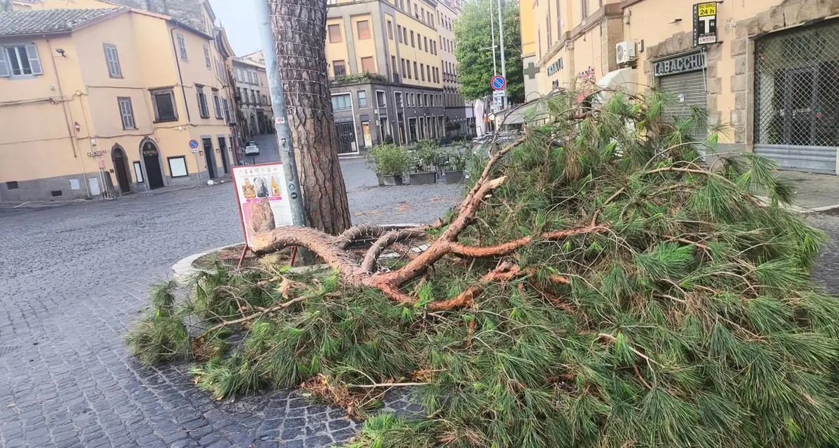Viterbo: violento nubifragio nella notte, allagamenti e alberi caduti