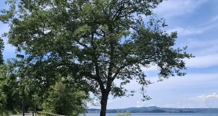 «A Montefiascone è stata rubata una parte del parapetto del lungo lago»